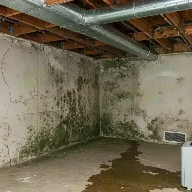 Professional Mold Removal in Rogersville, MO